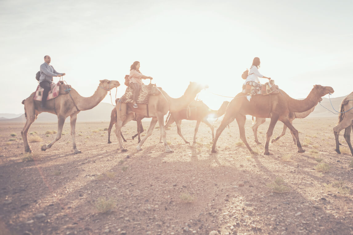 Picture of three camels