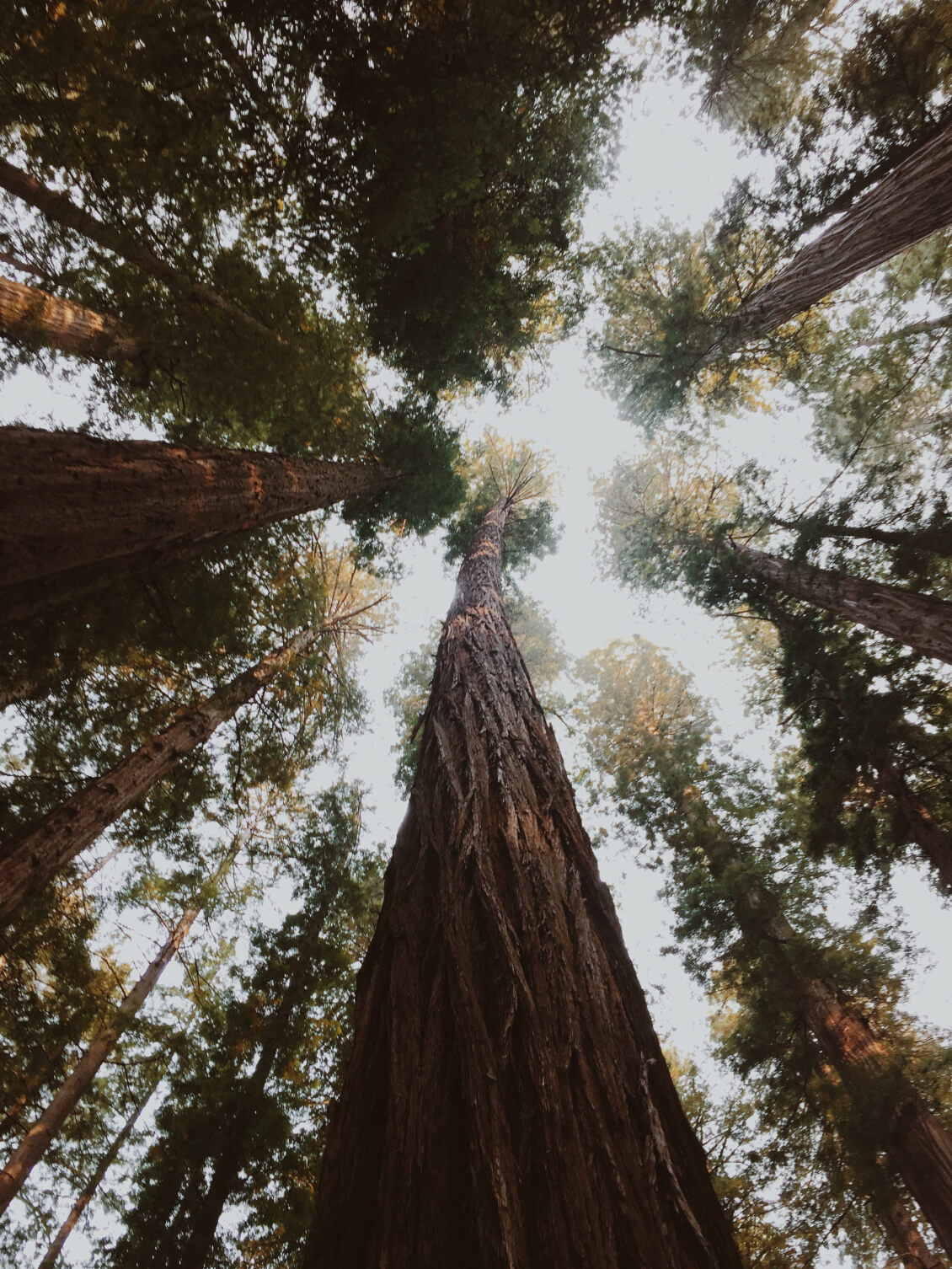 Picture of the Muir Woods