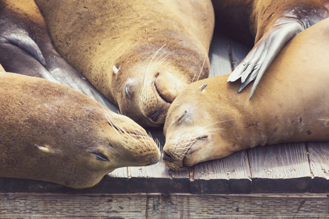 Picture of three sea lions.